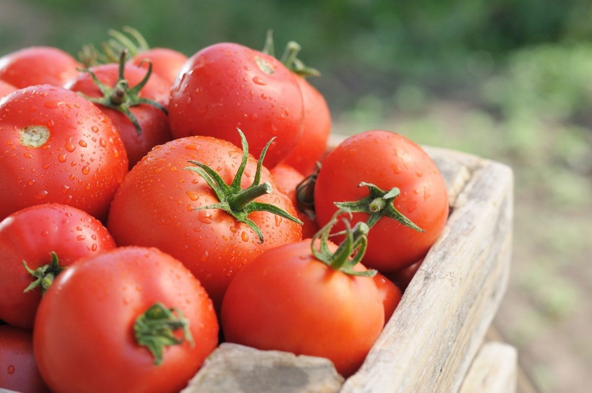 مصرف گوجه فرنگی امروز سرزمین قدس در اسرائیل ممنوع شد